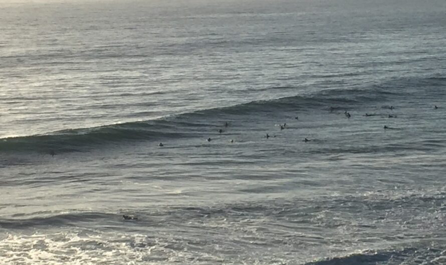 Big Swells San Diego Tracker