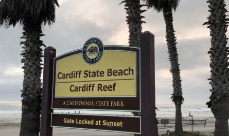 cardiff reef surf spot