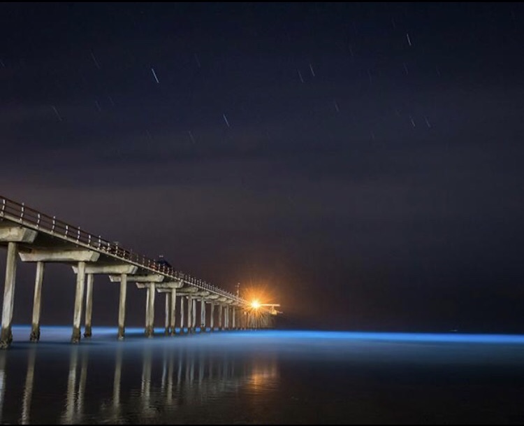 bioluminescence in san diego