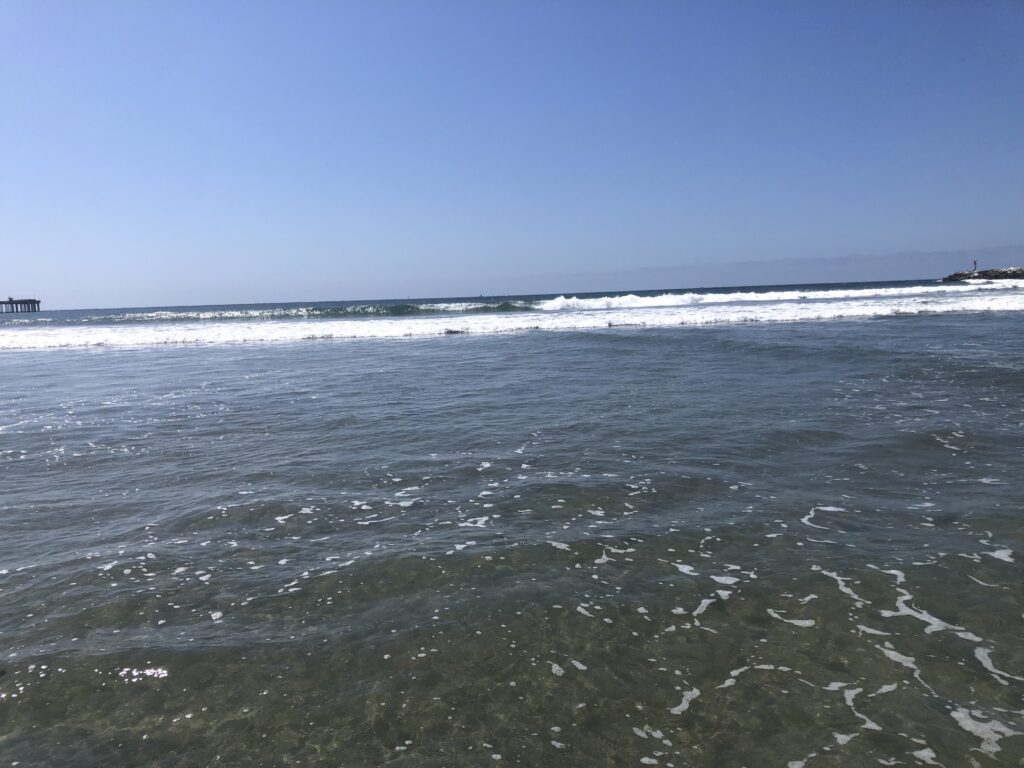 surfing dog beach ocean beach