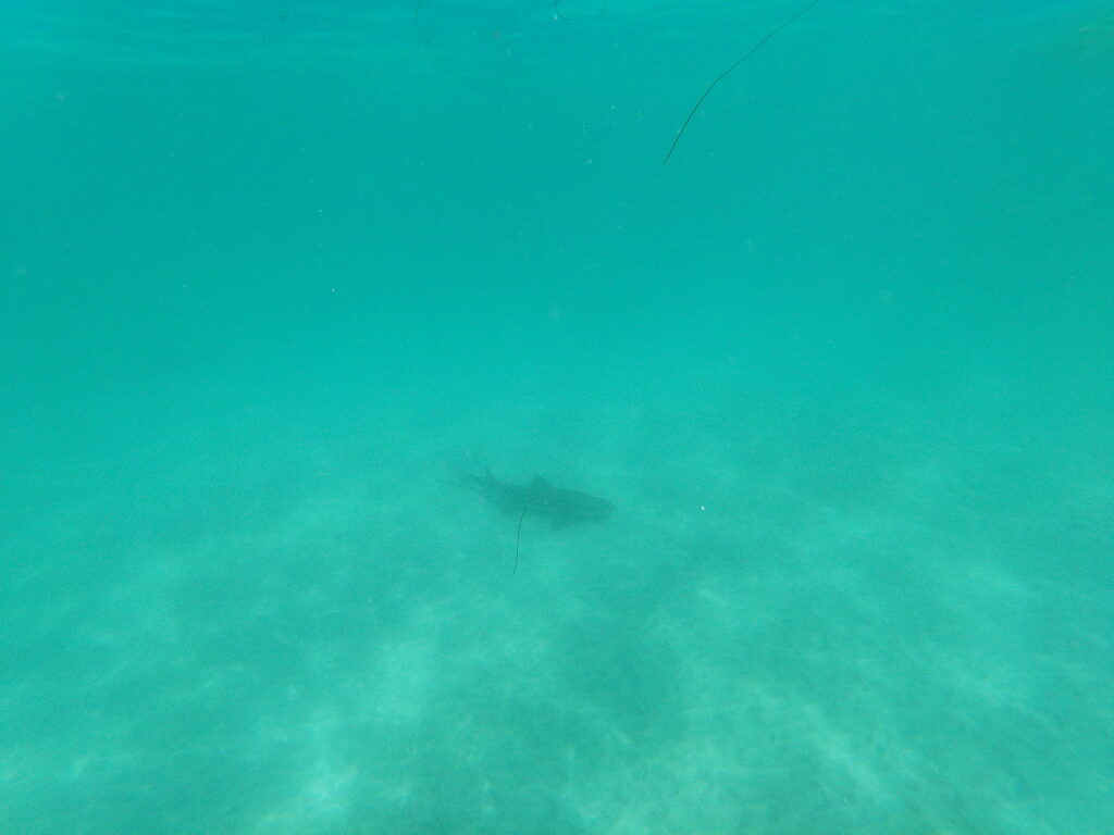 leopard sharks in san diego