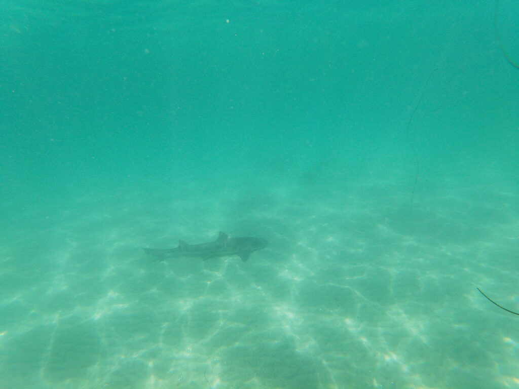 leopard sharks in san diego