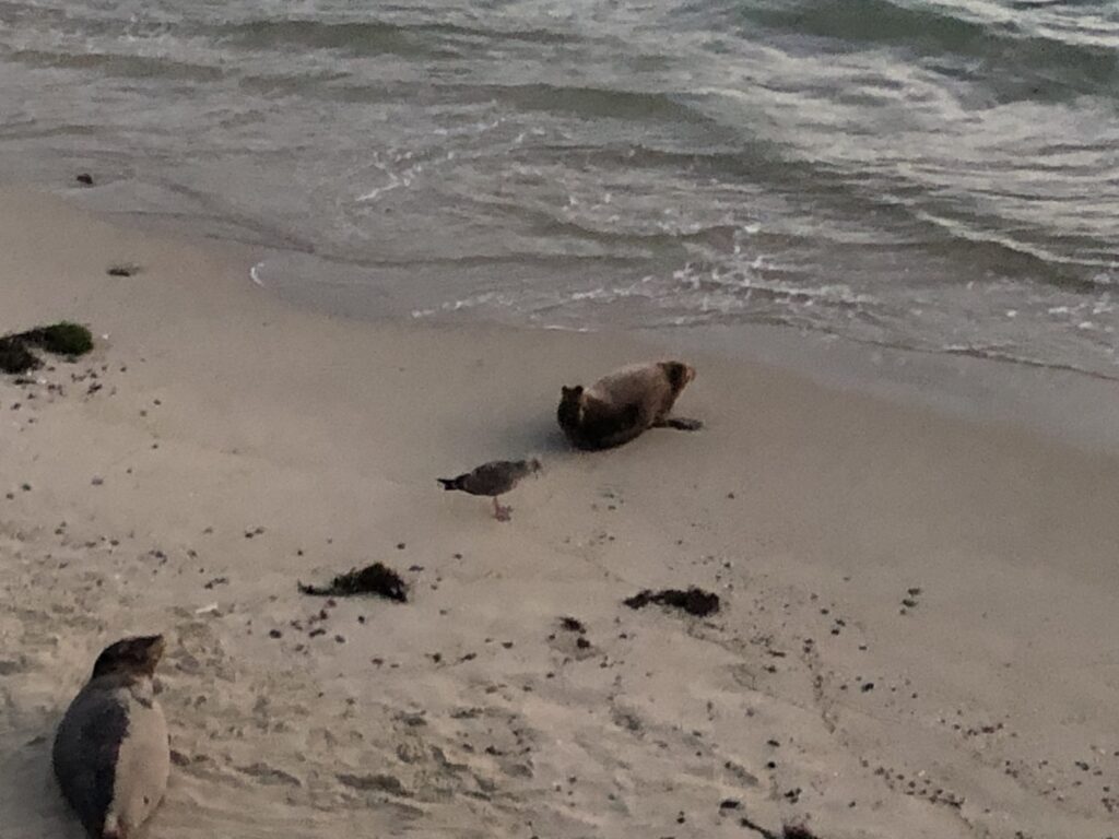 beach activities at la jolla shores