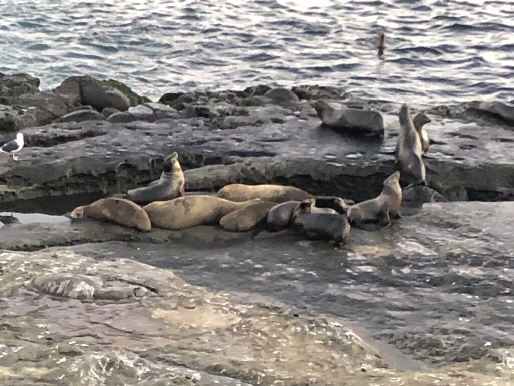 seals vs sea lions