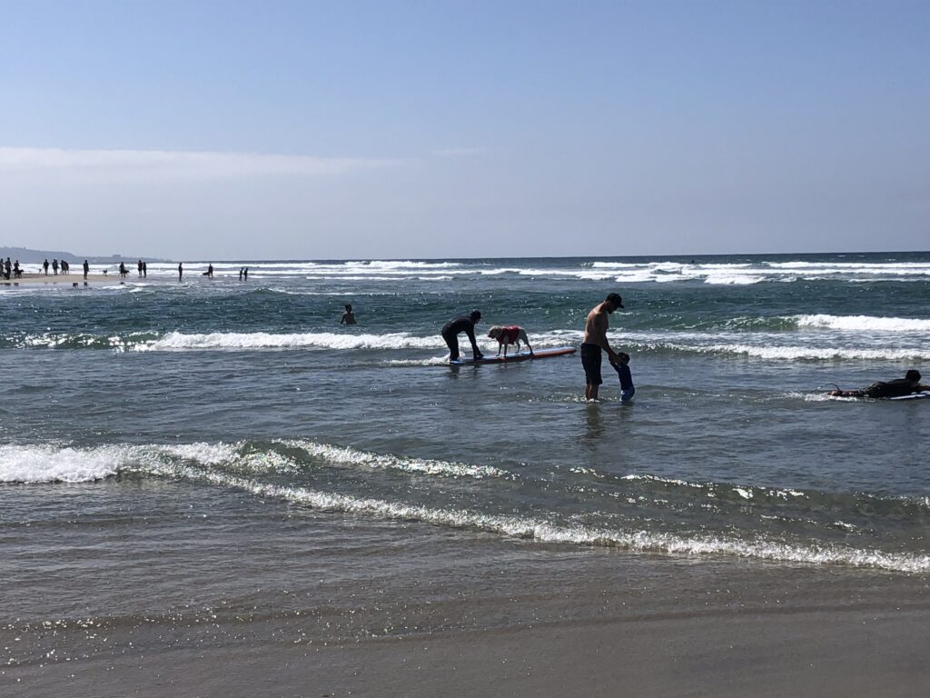 del mar dog beach surfing