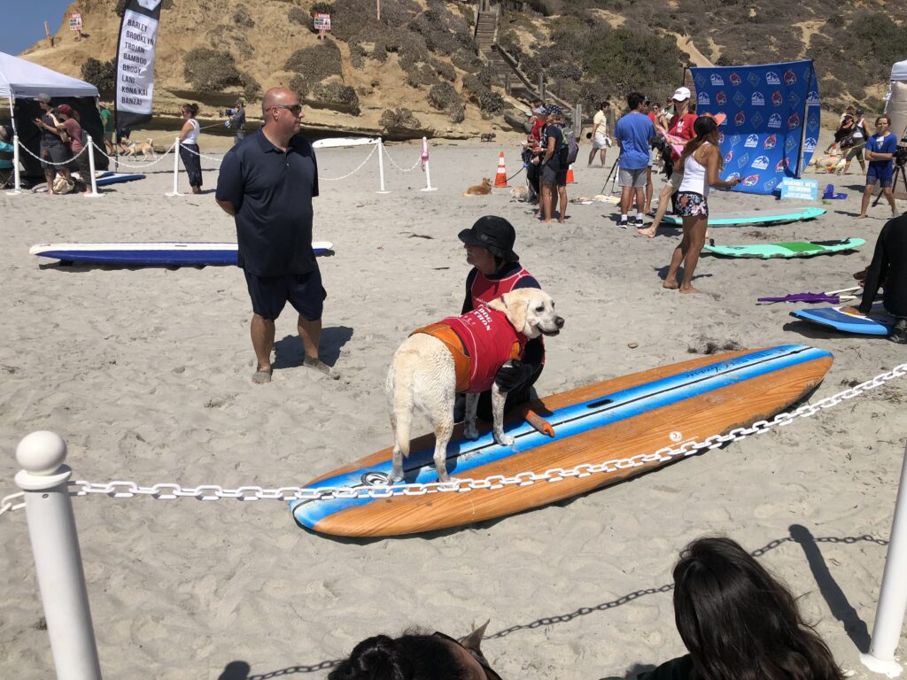dog surfing san diego