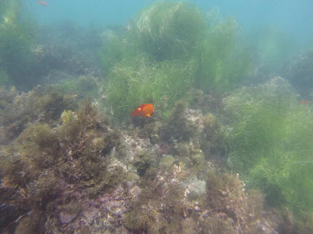 snorkeling in san diego