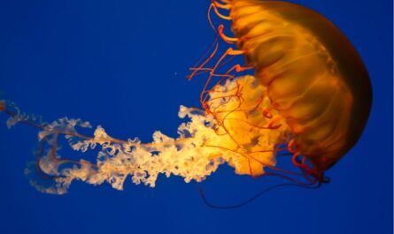 jellyfish in san diego