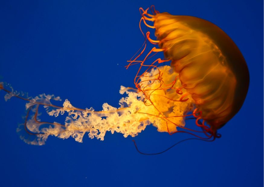 jellyfish in san diego