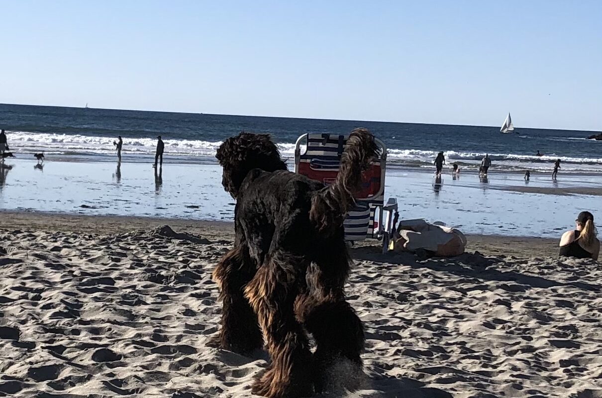 dog friendly beaches san diego