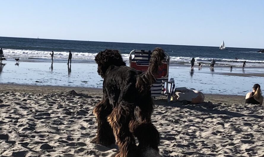 Dog Friendly Beaches San Diego