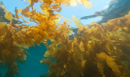 kelp in san diego