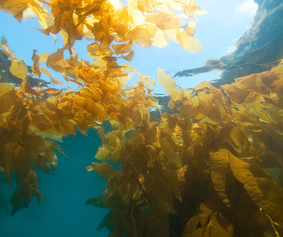 kelp in san diego